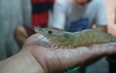 uploads/news/2021/07/-kkp-salurkan-induk-udang-3711938db8a6975_400.jpeg