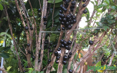 uploads/news/2021/07/anggur-brazil-bunuh-sel-370847bde305fc0_400.jpg