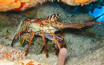 uploads/news/2021/07/budidaya-lobster-menyelamatkan-biota-68285dc3661dd46_400.jpg