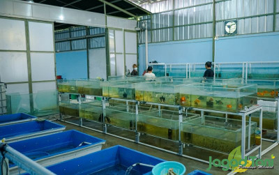 uploads/news/2021/07/darurat-oksigen-petani-ikan-81864210a4ea773_400.jpg