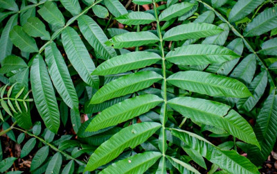 uploads/news/2021/07/daun-sungkai-si-peningkat-9580112af385c09_400.jpeg