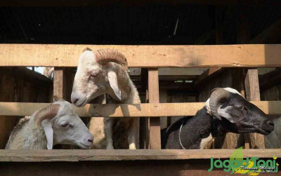 uploads/news/2021/07/fakta-dibalik-konsumsi-daging-493230537a6ed43_400.jpg