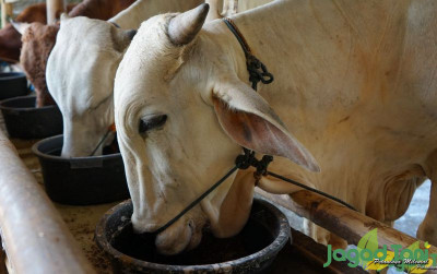 uploads/news/2021/07/ini-rahasia-pakan-sapi-577742eb04e07e2_400.jpg