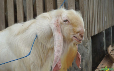 uploads/news/2021/07/kambing-di-as-penyelamat-362433f6c88ec79_400.jpg