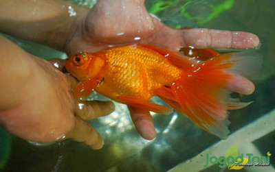uploads/news/2021/07/kembalinya-tren-ikan-hias-54093341af69f14_400.jpg