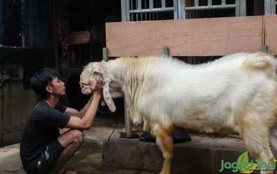 uploads/news/2021/07/kurban-dengan-kambing-atau-768480c09ad12fe_400.jpg