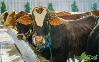uploads/news/2021/07/kurban-jadi-penggerak-ekonomi-30834d74ac3bf05_400.jpg