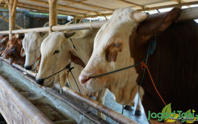 uploads/news/2021/07/lima-jenis-sapi-kurban-56375956400874a_400.jpg