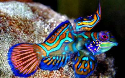 uploads/news/2021/07/mengenal-ikan-tercantik-di-7420133878b7d92_400.jpg