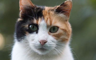 uploads/news/2021/07/mitos-fakta-kucing-tiga-31568c1d7c375af_400.jpg