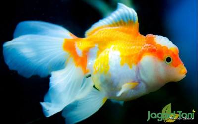 uploads/news/2021/07/perhatikan-dokumen-karantina-ikan-77124766e537416_400.jpg