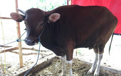 uploads/news/2021/07/rahasia-tersembunyi-daging-sapi-580601ecde62858_400.jpeg