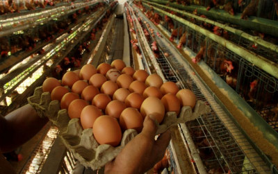 uploads/news/2021/07/sembawa-ayam-petelur-paling-981368d66b1adb4_400.jpeg