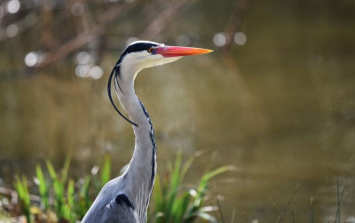 uploads/news/2021/07/surga-burung-di-pulau-380787c114cdb79_400.jpg