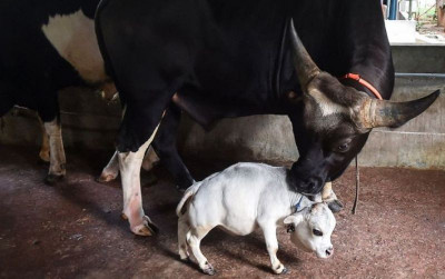 uploads/news/2021/07/viral-sapi-terkecil-di-16407e4f54ff78b_400.jpg