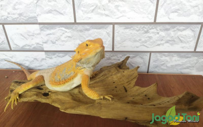 uploads/news/2021/08/breaded-dragon-idaman-pecinta-9864206ba250c65_400.jpeg