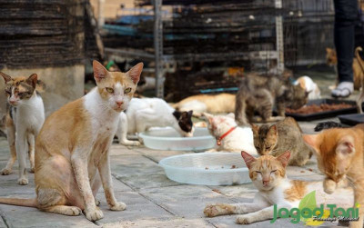 uploads/news/2021/08/cukupi-nutrisi-kucing-kesayanganmu-72288dd60c331b6_400.jpg