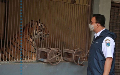 uploads/news/2021/08/enam-harimau-ragunan-jalani-315632b409fc821_400.jpg