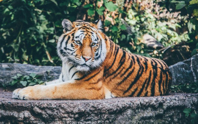 uploads/news/2021/08/kronologi-harimau-ragunan-terpapar-16621a3b2867abe_400.jpg