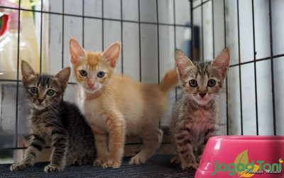 uploads/news/2021/08/perhatikan-kesehatan-kucing-saat-219855b696c5036_400.jpg