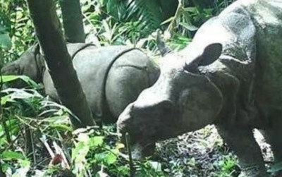 uploads/news/2021/08/populasi-badak-jawa-meningkat-206761304f64457_400.jpg