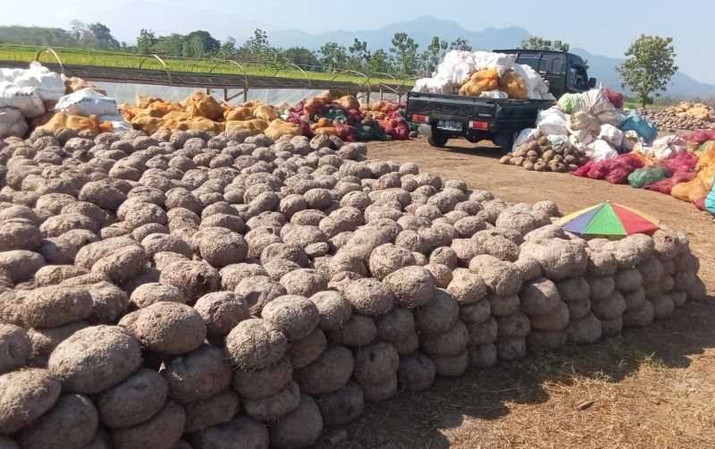 uploads/news/2021/08/porang-makanan-pokok-masa-8840766f2d43219.jpeg
