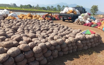 uploads/news/2021/08/porang-makanan-pokok-masa-8840766f2d43219_400.jpeg