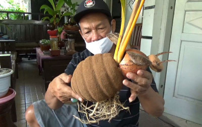 uploads/news/2021/08/raup-untung-dari-bonsai-180441a2b852289_400.jpg