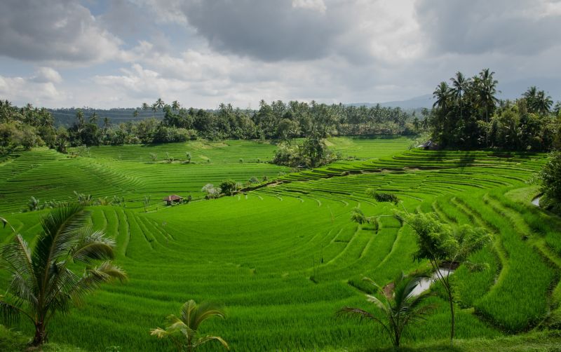 uploads/news/2021/08/sawah-sawah-paling-hits-di-415895f703a663b.jpg