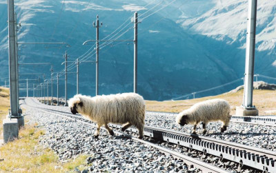 uploads/news/2021/08/shaun-the-sheep-dunia-53367e1f7b9c54a_400.jpeg
