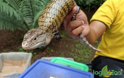 uploads/news/2021/08/tips-memelihara-panana-untuk-9077290ede977ef_400.jpeg