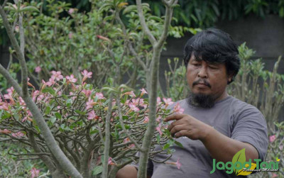 uploads/news/2021/08/tips-mudah-merawat-bonsai-630627bc344aaa1_400.JPG