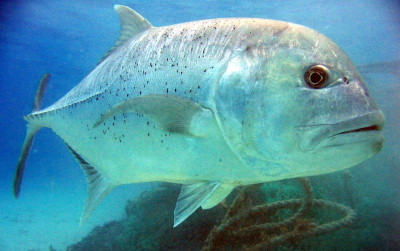 uploads/news/2021/08/undung-besar-budidaya-ikan-45979e73e05a7df_400.jpg