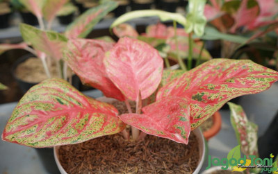 uploads/news/2021/09/aglaonema-kembali-naik-daun-36585b59aa7d559_400.JPG