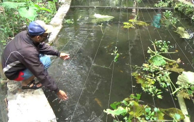 uploads/news/2021/09/budidaya-ikan-gabus-usaha-84959486fc3c371_400.jpg