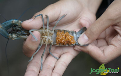 uploads/news/2021/09/cara-membedakan-lobster-jantan-467841b32ec3823_400.JPG