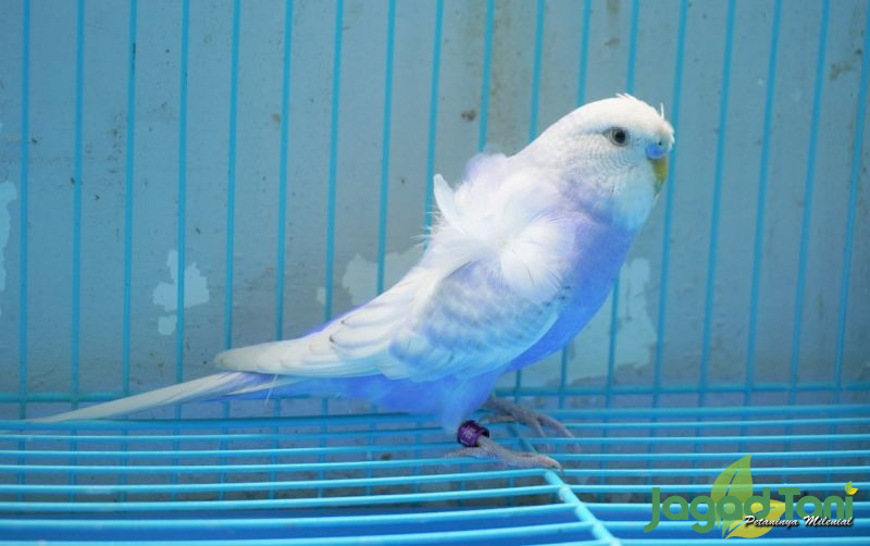 uploads/news/2021/09/hagoromo-parkit-cantik-dari-45148b4c736ea4d.jpeg