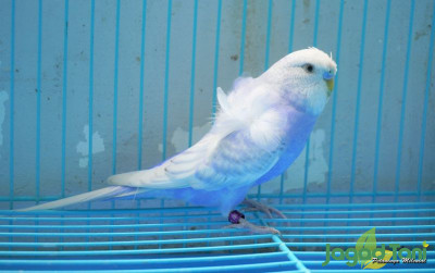 uploads/news/2021/09/hagoromo-parkit-cantik-dari-45148b4c736ea4d_400.jpeg