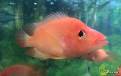 uploads/news/2021/09/ikan-iblis-merah-yang-16432940174b4fd_400.jpeg