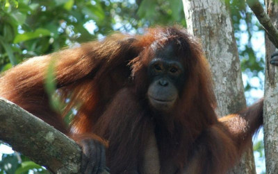 uploads/news/2021/09/ini-kabar-pony-lewati-9771523c67f7a44_400.jpg