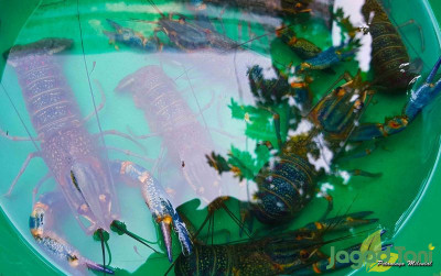 uploads/news/2021/09/jurus-budidaya-lobster-air-2135021246e84ca_400.jpg