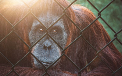 uploads/news/2021/09/kisah-ironi-pony-dijadikan-2232203c0f6416f_400.jpg