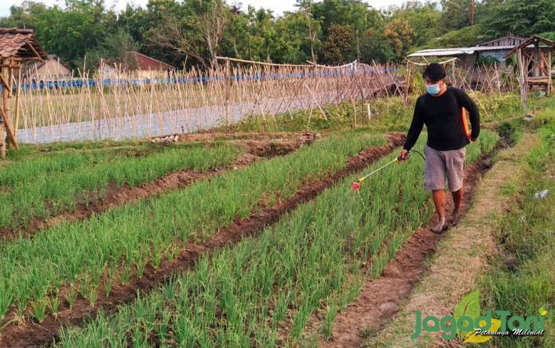 uploads/news/2021/09/milenial-sukses-budidaya-bawang-938754109403503.jpg