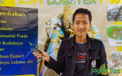 uploads/news/2021/09/pandemi-bisnis-lobster-takkan-790643f2a1bc610_400.jpg