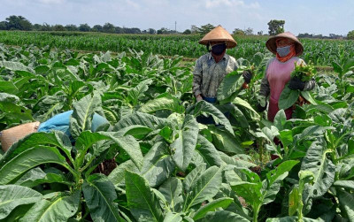 uploads/news/2021/09/panen-melimpah-ditengah-la-566274f84bd6dcf_400.jpeg