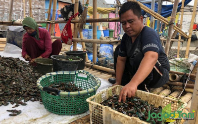 uploads/news/2021/09/rahasia-agar-kerang-tetap-7399771ccff923f_400.jpeg