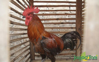uploads/news/2021/09/rahasia-ayam-pelung-cepat-196912829e3e257_400.jpeg