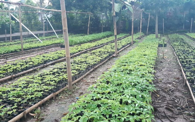 uploads/news/2021/09/rahasia-tanaman-tumbuh-subur-804438cc2267de7.jpeg