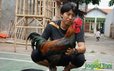 uploads/news/2021/09/raup-untung-dari-ayam-706856a90c2c6b8_400.JPG