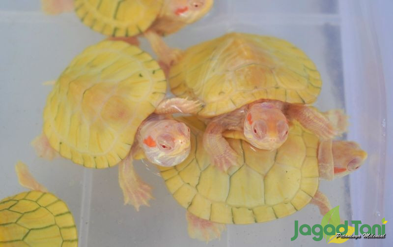 uploads/news/2021/09/res-albino-kecil-kecil-harganya-89844719056273f.jpg